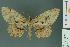  ( - RMNH.INS.14371)  @14 [ ] Unspecified (default): All Rights Reserved  Unspecified Unspecified