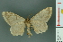 ( - RMNH.INS.14371)  @13 [ ] Unspecified (default): All Rights Reserved  Unspecified Unspecified