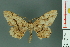  ( - RMNH.INS.14372)  @14 [ ] Unspecified (default): All Rights Reserved  Unspecified Unspecified