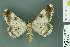  ( - RMNH.INS.14392)  @13 [ ] Unspecified (default): All Rights Reserved  Unspecified Unspecified