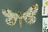  ( - RMNH.INS.14393)  @14 [ ] Unspecified (default): All Rights Reserved  Unspecified Unspecified