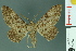  ( - RMNH.INS.14402)  @14 [ ] Unspecified (default): All Rights Reserved  Unspecified Unspecified