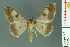  ( - RMNH.INS.14402)  @13 [ ] Unspecified (default): All Rights Reserved  Unspecified Unspecified