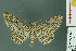  (Cleora sp. 3 - RMNH.INS.14419)  @14 [ ] Unspecified (default): All Rights Reserved  Unspecified Unspecified