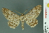  ( - RMNH.INS.14420)  @14 [ ] Unspecified (default): All Rights Reserved  Unspecified Unspecified