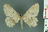  (Pseudalcis - RMNH.INS.14437)  @14 [ ] Unspecified (default): All Rights Reserved  Unspecified Unspecified