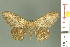  ( - RMNH.INS.14440)  @13 [ ] Unspecified (default): All Rights Reserved  Unspecified Unspecified