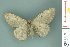  ( - RMNH.INS.14440)  @13 [ ] Unspecified (default): All Rights Reserved  Unspecified Unspecified