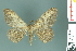  ( - RMNH.INS.14442)  @11 [ ] Unspecified (default): All Rights Reserved  Unspecified Unspecified