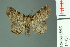  (Ectropidia sp - RMNH.INS.14451)  @14 [ ] Unspecified (default): All Rights Reserved  Unspecified Unspecified