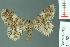  ( - RMNH.INS.14452)  @13 [ ] Unspecified (default): All Rights Reserved  Unspecified Unspecified