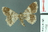  ( - RMNH.INS.14452)  @13 [ ] Unspecified (default): All Rights Reserved  Unspecified Unspecified