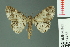  ( - RMNH.INS.14453)  @13 [ ] Unspecified (default): All Rights Reserved  Unspecified Unspecified