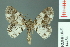  ( - RMNH.INS.14454)  @13 [ ] Unspecified (default): All Rights Reserved  Unspecified Unspecified