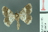  ( - RMNH.INS.14454)  @13 [ ] Unspecified (default): All Rights Reserved  Unspecified Unspecified