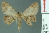  ( - RMNH.INS.14458)  @13 [ ] Unspecified (default): All Rights Reserved  Unspecified Unspecified