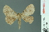  ( - RMNH.INS.14459)  @13 [ ] Unspecified (default): All Rights Reserved  Unspecified Unspecified