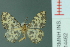  ( - RMNH.INS.14462)  @12 [ ] Unspecified (default): All Rights Reserved  Unspecified Unspecified