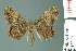  (Boarmacaria - RMNH.INS.14465)  @14 [ ] Unspecified (default): All Rights Reserved  Unspecified Unspecified