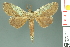  ( - RMNH.INS.14497)  @14 [ ] Unspecified (default): All Rights Reserved  Unspecified Unspecified