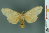  ( - RMNH.INS.14513)  @14 [ ] Unspecified (default): All Rights Reserved  Unspecified Unspecified