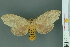  ( - RMNH.INS.14517)  @14 [ ] Unspecified (default): All Rights Reserved  Unspecified Unspecified
