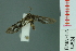  ( - RMNH.INS.14524)  @12 [ ] Unspecified (default): All Rights Reserved  Unspecified Unspecified