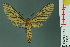  ( - RMNH.INS.14526)  @14 [ ] Unspecified (default): All Rights Reserved  Unspecified Unspecified