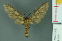  ( - RMNH.INS.14526)  @13 [ ] Unspecified (default): All Rights Reserved  Unspecified Unspecified