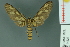  ( - RMNH.INS.14527)  @13 [ ] Unspecified (default): All Rights Reserved  Unspecified Unspecified