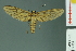  ( - RMNH.INS.14528)  @11 [ ] Unspecified (default): All Rights Reserved  Unspecified Unspecified