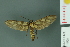  ( - RMNH.INS.14528)  @11 [ ] Unspecified (default): All Rights Reserved  Unspecified Unspecified