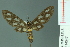  (Amata cinctelisa - RMNH.INS.14547)  @14 [ ] Unspecified (default): All Rights Reserved  Unspecified Unspecified