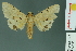  ( - RMNH.INS.14550)  @13 [ ] Unspecified (default): All Rights Reserved  Unspecified Unspecified