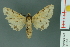  (Spilosoma hosei - RMNH.INS.14550)  @13 [ ] Unspecified (default): All Rights Reserved  Unspecified Unspecified
