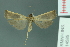  ( - RMNH.INS.14585)  @13 [ ] Unspecified (default): All Rights Reserved  Unspecified Unspecified