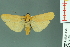  (Eilema longpala - RMNH.INS.14589)  @14 [ ] Unspecified (default): All Rights Reserved  Unspecified Unspecified