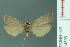  (Eilema sp. 2 - RMNH.INS.14596)  @14 [ ] Unspecified (default): All Rights Reserved  Unspecified Unspecified