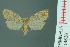  (Lyclene cuneigera complex - RMNH.INS.14636)  @14 [ ] Unspecified (default): All Rights Reserved  Unspecified Unspecified
