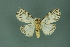  ( - RMNH.INS.14685)  @13 [ ] Unspecified (default): All Rights Reserved  Unspecified Unspecified