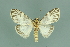  ( - RMNH.INS.14686)  @13 [ ] Unspecified (default): All Rights Reserved  Unspecified Unspecified
