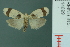  (Garudinia cf. macrolatana - RMNH.INS.14699)  @14 [ ] Unspecified (default): All Rights Reserved  Unspecified Unspecified