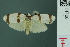  ( - RMNH.INS.14708)  @13 [ ] Unspecified (default): All Rights Reserved  Unspecified Unspecified