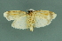  ( - RMNH.INS.14708)  @13 [ ] Unspecified (default): All Rights Reserved  Unspecified Unspecified