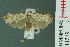  (Tortricosia excisa - RMNH.INS.14719)  @14 [ ] Unspecified (default): All Rights Reserved  Unspecified Unspecified