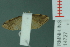  ( - RMNH.INS.14727)  @12 [ ] Unspecified (default): All Rights Reserved  Unspecified Unspecified