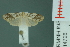  ( - RMNH.INS.14728)  @13 [ ] Unspecified (default): All Rights Reserved  Unspecified Unspecified