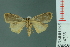  ( - RMNH.INS.14735)  @13 [ ] Unspecified (default): All Rights Reserved  Unspecified Unspecified