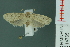  (Eugoa sp. 3 - RMNH.INS.14765)  @14 [ ] Unspecified (default): All Rights Reserved  Unspecified Unspecified