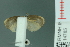  ( - RMNH.INS.14785)  @12 [ ] Unspecified (default): All Rights Reserved  Unspecified Unspecified